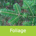 Abies Koreana Korean Fir Foliage